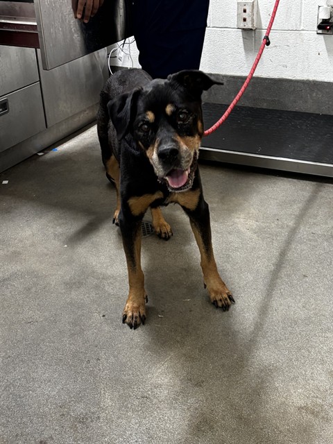 Lucky, Rottweiler Mix