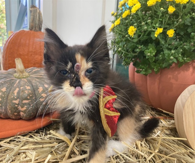 Charlotte, Domestic Mediumhair