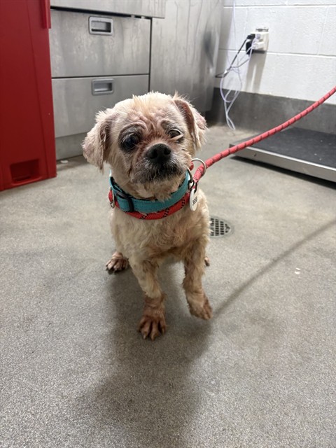 Sky, Shih Tzu