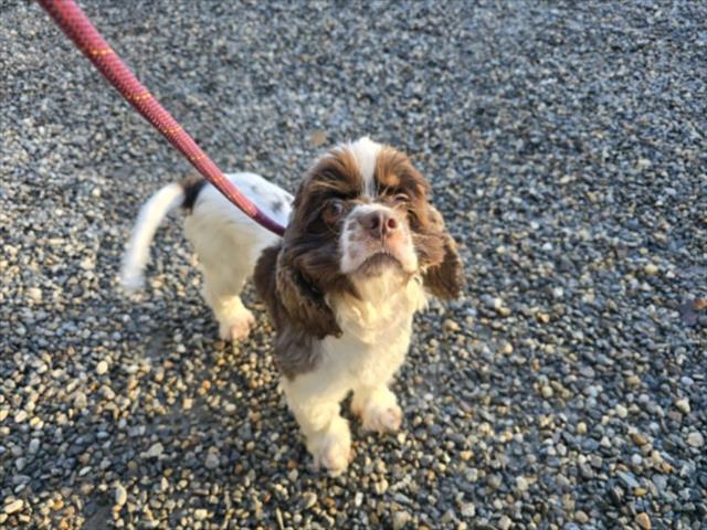Cocker Spaniel