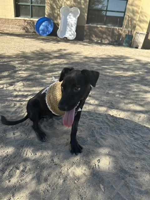24Petconnect: Lost, Found, and Adoptable Animals