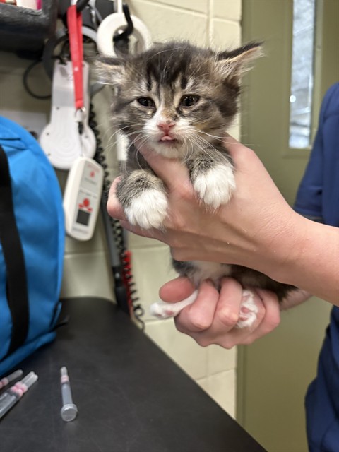Brown tabby and white mediumhair cat