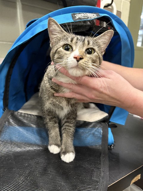 Brown tabby and white shorthair cat