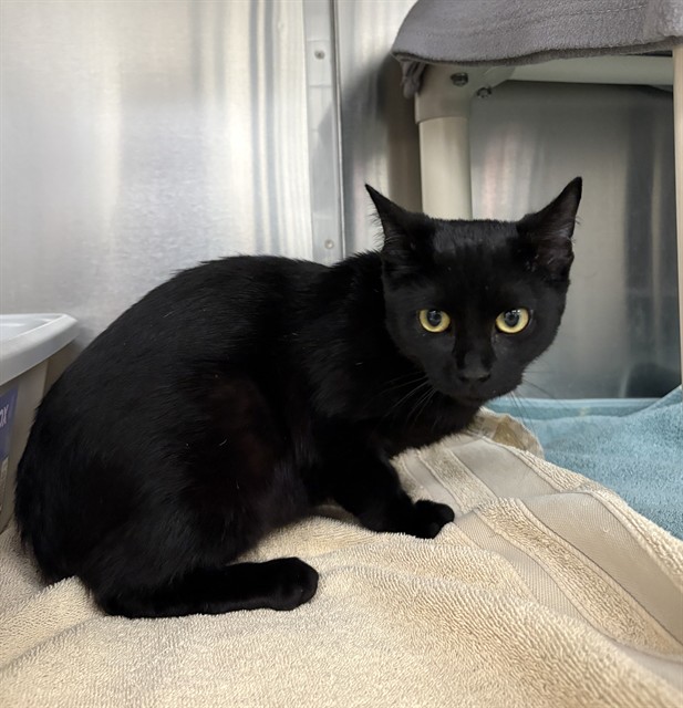Black shorthair cat