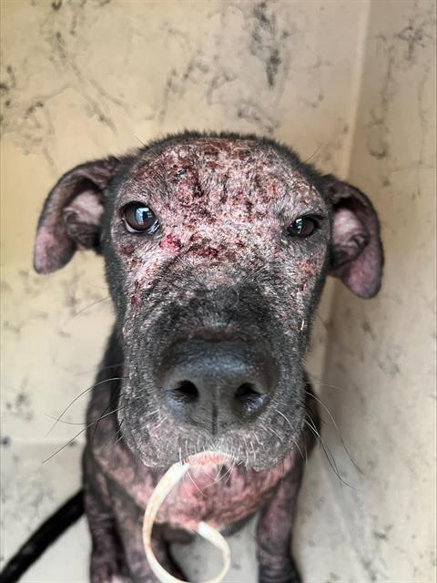 *Jr.