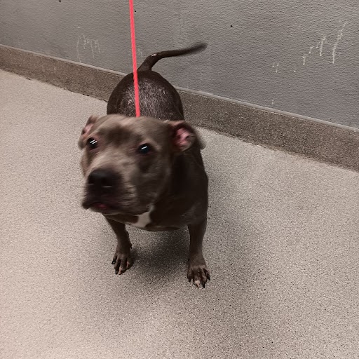 Mojave Dog A1126952 Adoption Adopt a Pet Now in Las Vegas The