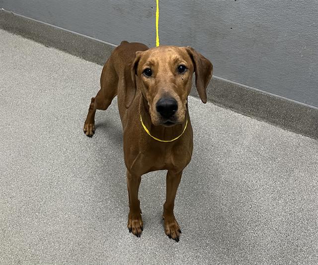 Olive Dog A1284240 Adoption Adopt a Pet Now in Las Vegas The