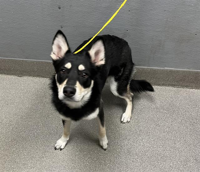 Freya Dog A1319311 Foster Adopt a Pet Now in Las Vegas The