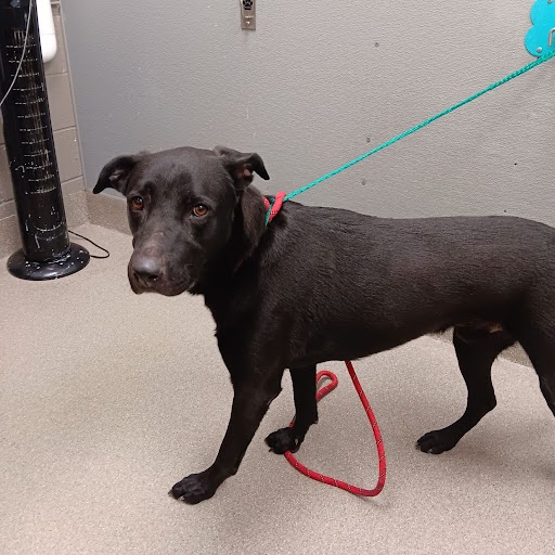 Debo Dog A1339225 Adoption Adopt a Pet Now in Las Vegas The