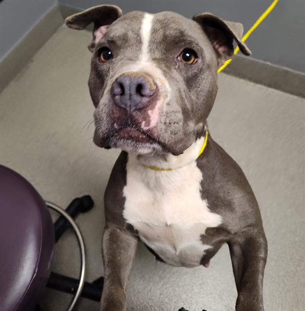 Missy Girl Dog A1341430 Adoption Adopt a Pet Now in Las Vegas