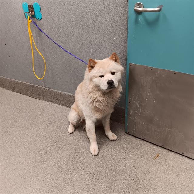 Toasty Dog A1341976 Adoption Adopt a Pet Now in Las Vegas The