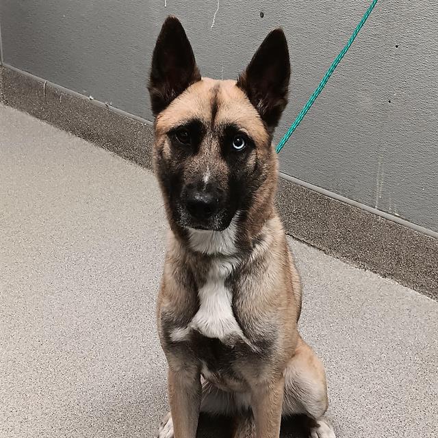 Nelly Dog A1342362 Adoption Adopt a Pet Now in Las Vegas The