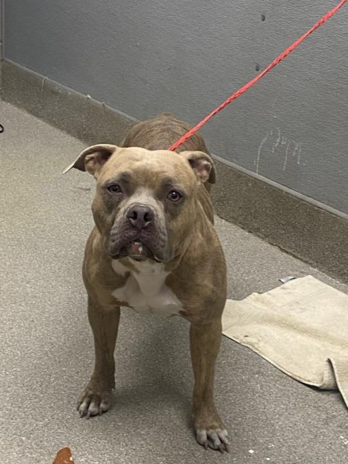 Petunia Dog A1344050 Foster Adopt a Pet Now in Las Vegas The