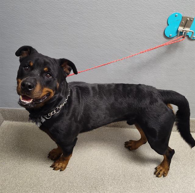 Dodger Dog A1344278 Adoption Adopt a Pet Now in Las Vegas The