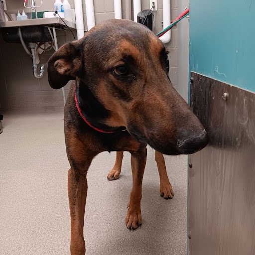 Zeus Dog A1344369 Adoption Adopt a Pet Now in Las Vegas The