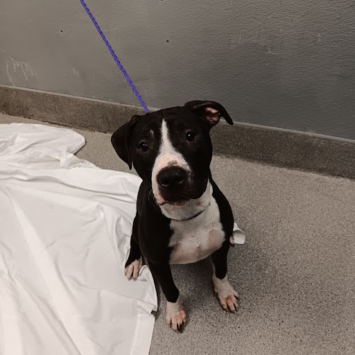 Bonnie Dog A1344511 Adoption Adopt a Pet Now in Las Vegas The