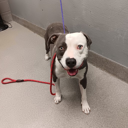 Snow Dog A1344528 Adoption Adopt a Pet Now in Las Vegas The