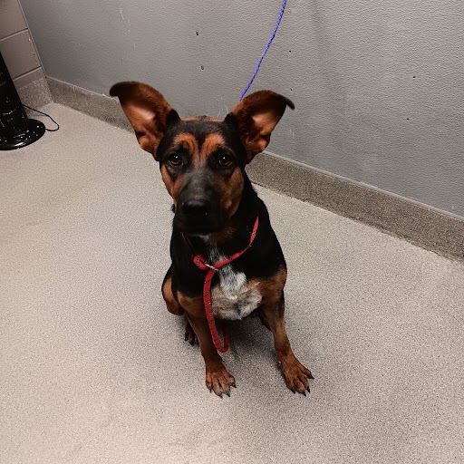 Micha Dog A1344672 Adoption Adopt a Pet Now in Las Vegas The