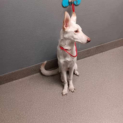 Grace Dog A1344700 Foster Adopt a Pet Now in Las Vegas The