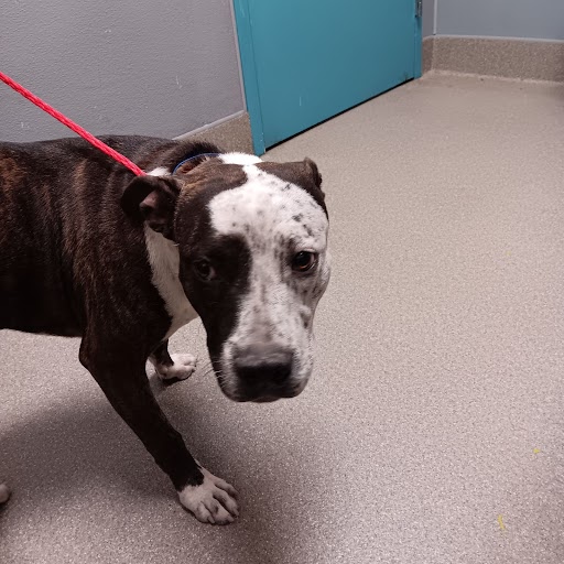 Arrow Dog A1344739 Adoption Adopt a Pet Now in Las Vegas The