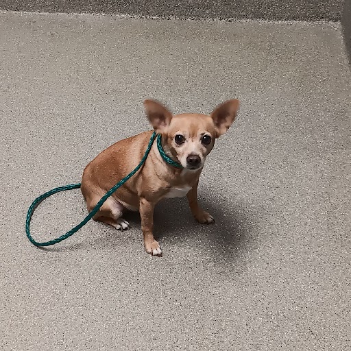 Hanna Dog A1344895 Adoption Adopt a Pet Now in Las Vegas The