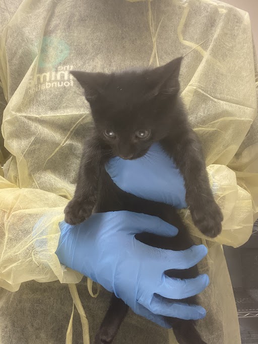 A1345189 Cat A1345189 Adoption Adopt a Pet Now in Las Vegas