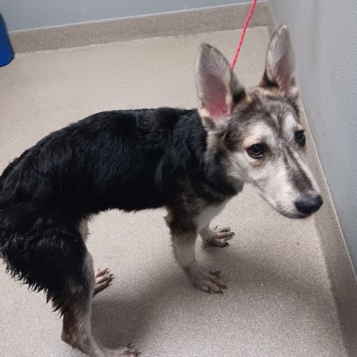 Millie Dog A1345277 Foster Adopt a Pet Now in Las Vegas The