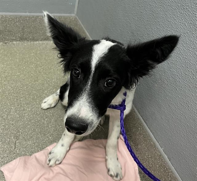 Lavender Dog A1345339 Foster Adopt a Pet Now in Las Vegas The