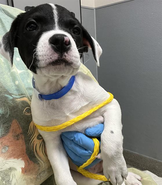 Porky Dog A1345503 Adoption Adopt a Pet Now in Las Vegas The