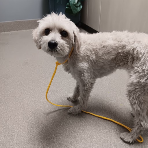 Bunny Dog A1345536 Foster Adopt a Pet Now in Las Vegas The