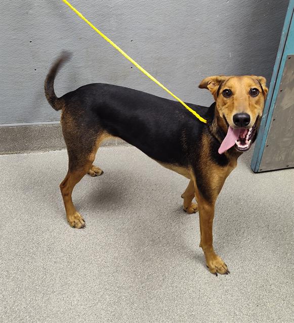 Brooklyn Bailey Dog A1345718 Adoption Adopt a Pet Now in Las