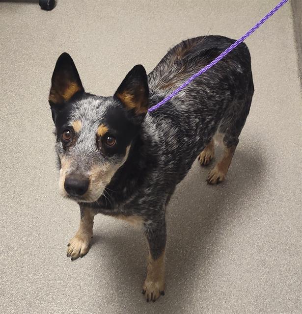 Pooh Bear Dog A1346503 Foster Adopt a Pet Now in Las Vegas