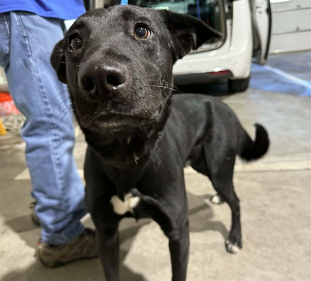 Adopt a Pet | Dogs, Cats & More | Humane Society of Pikes Peak Region