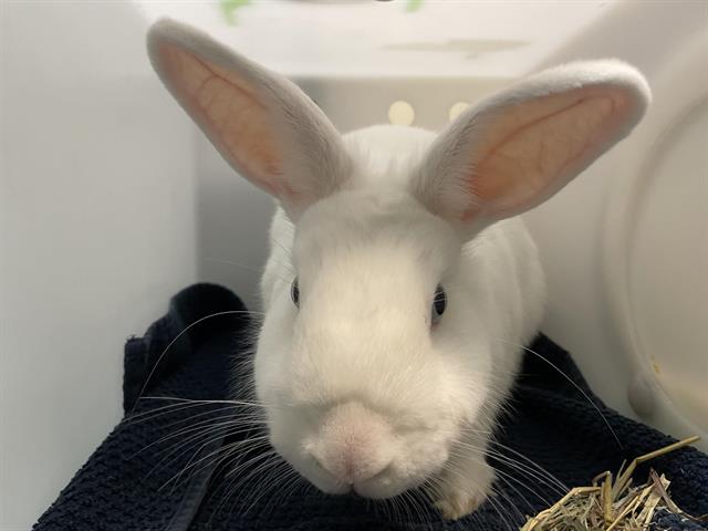 Mochi