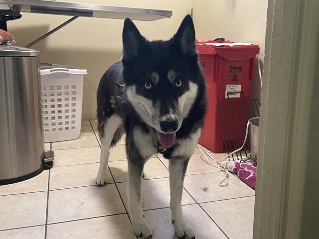 Miska