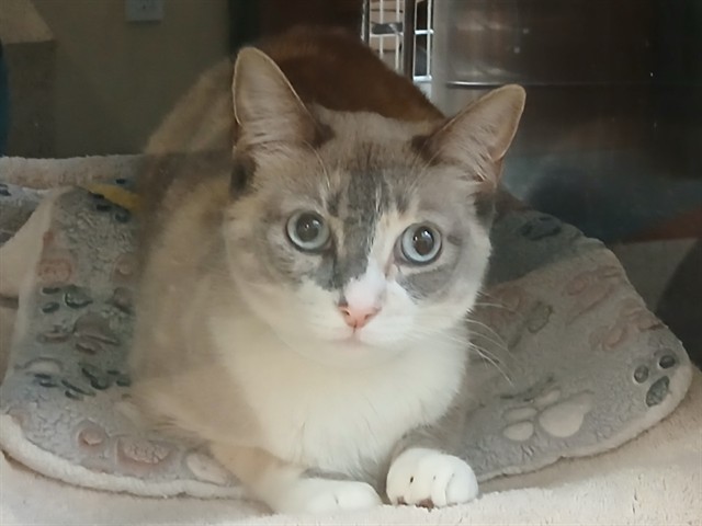 Gigi