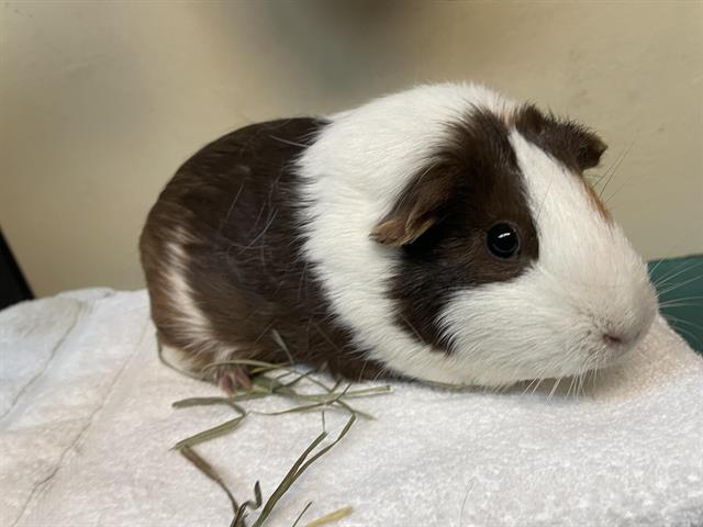Oreo