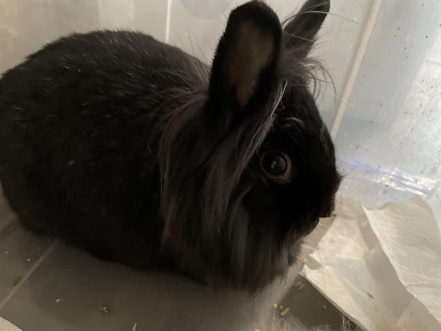 Bunny 1