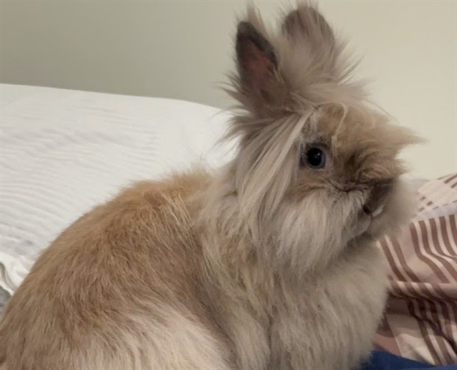 Bunny 2