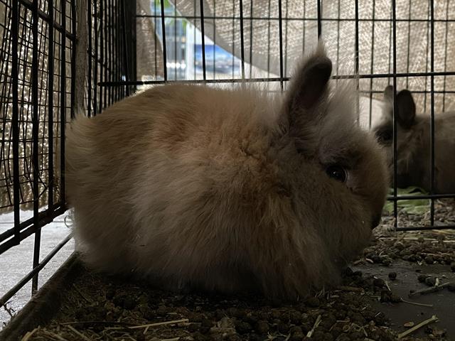 Bunny 3