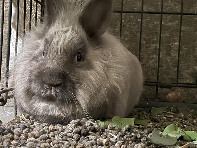 Bunny 4
