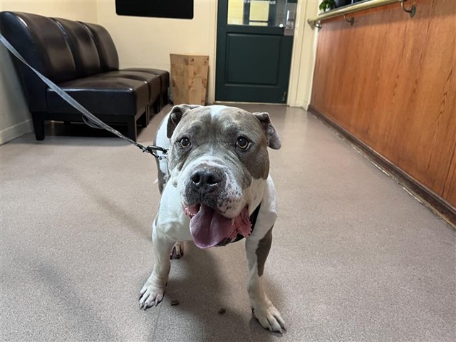 Maximus