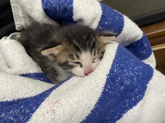 Louie
