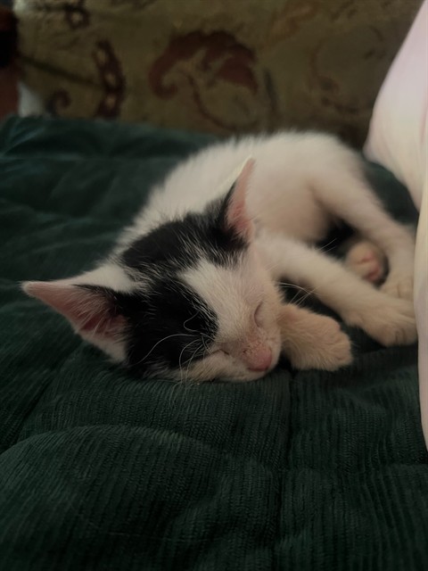 Leia