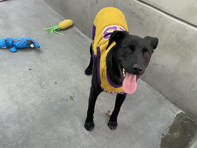 Oso