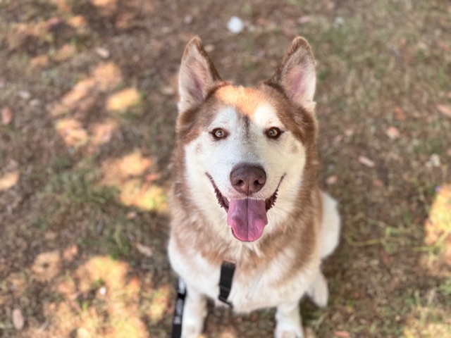 Darwin