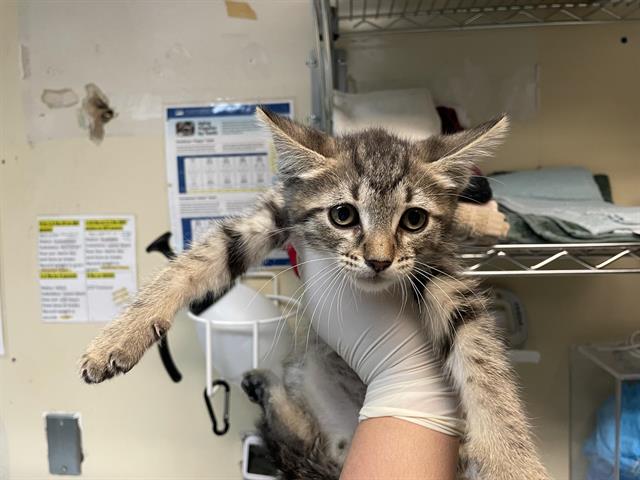 Excalipurr