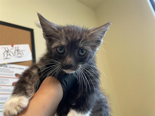 Sebastian