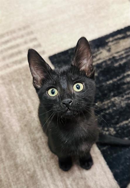 Domino