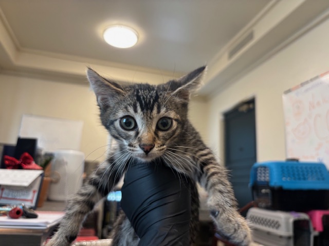 No Name